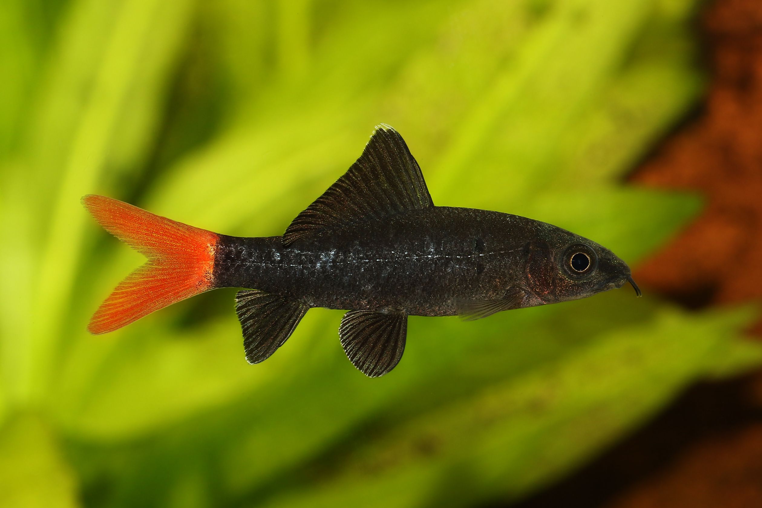 https://www.petlandracine.com/fish/redtail-black-shark/