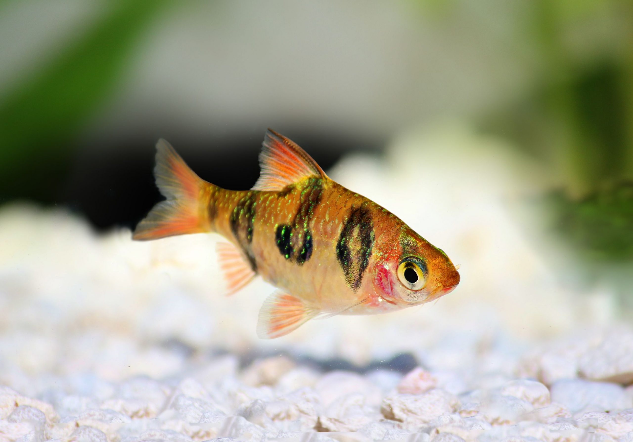 https://www.petlandracine.com/fish/rhombo-barb/