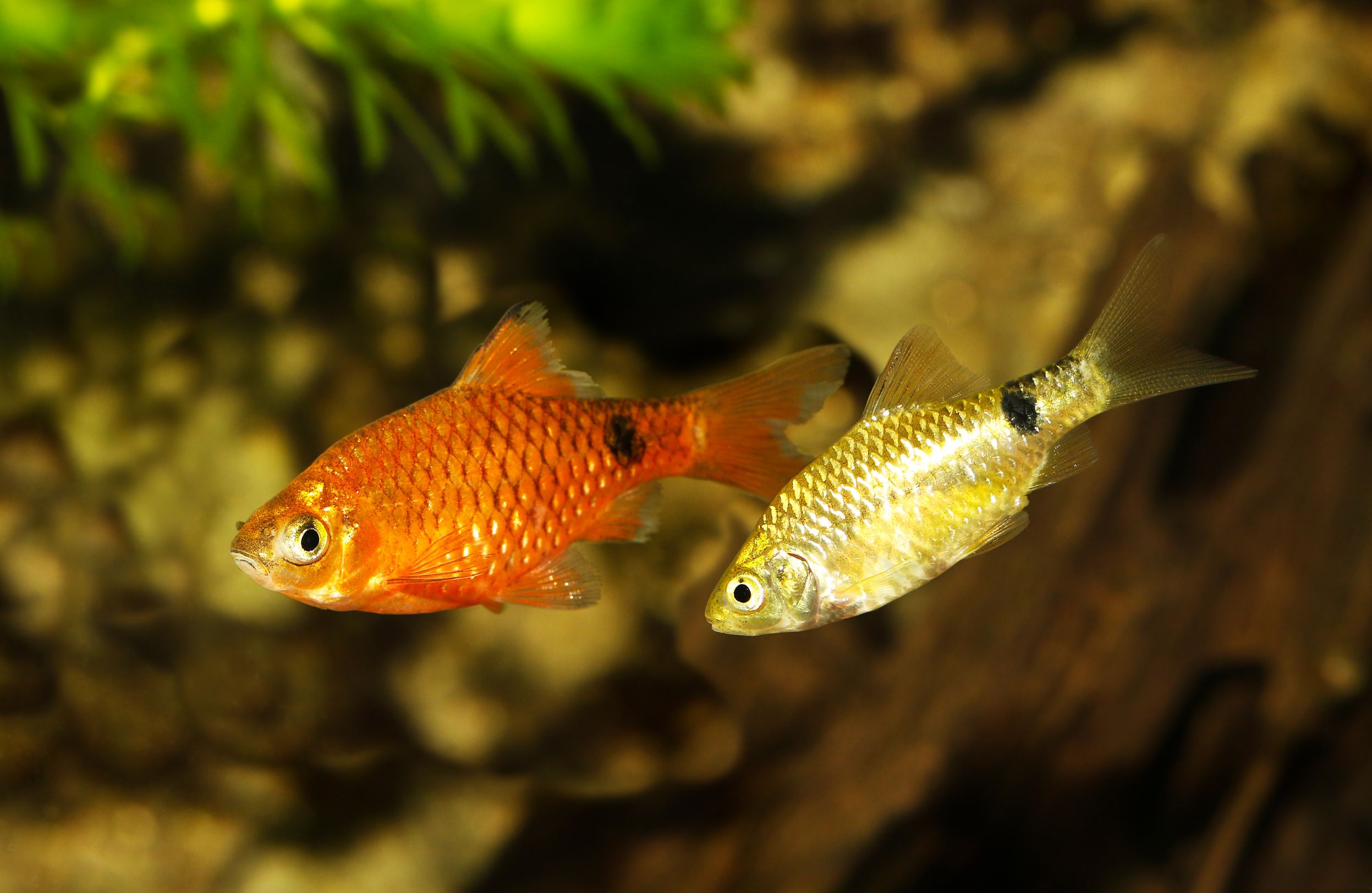 Pet Store Banner