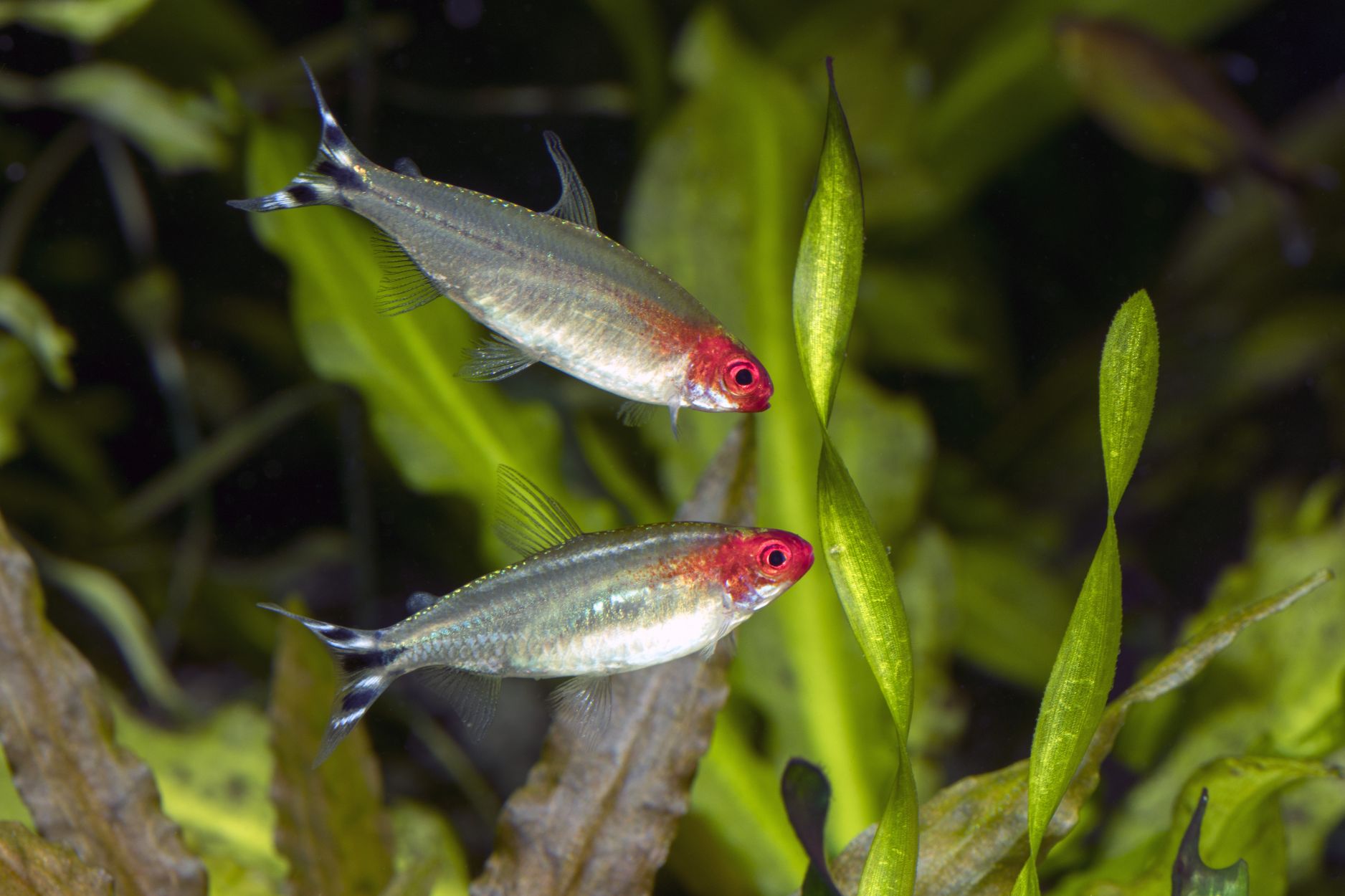 https://www.petlandracine.com/fish/rummynose-tetra/