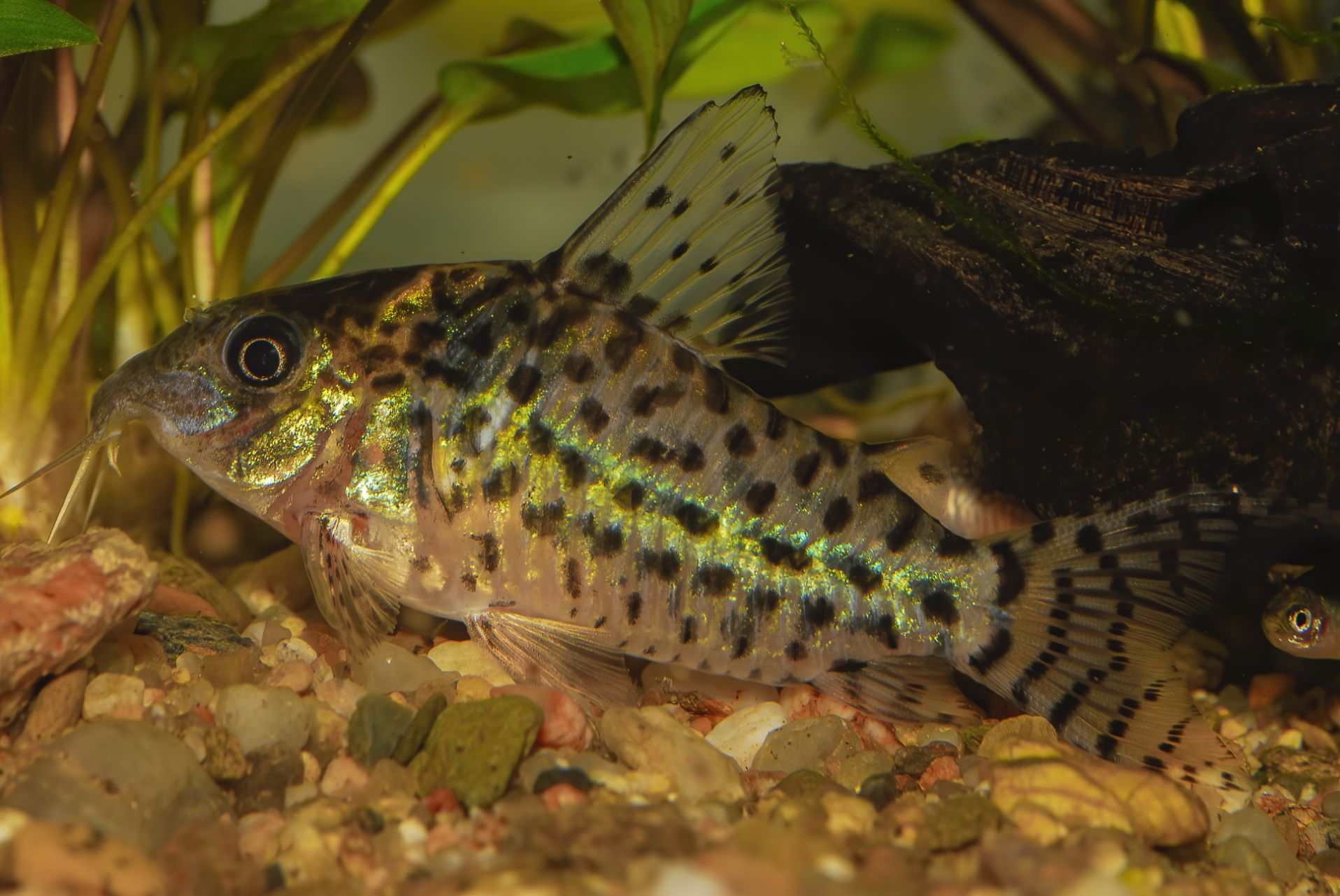 https://www.petlandracine.com/fish/schwartzi-cory/