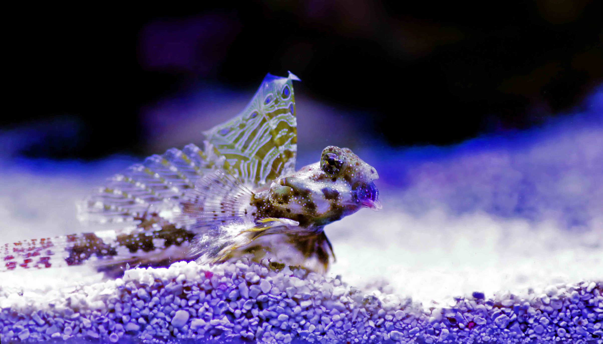 https://www.petlandracine.com/fish/scooter-blenny/