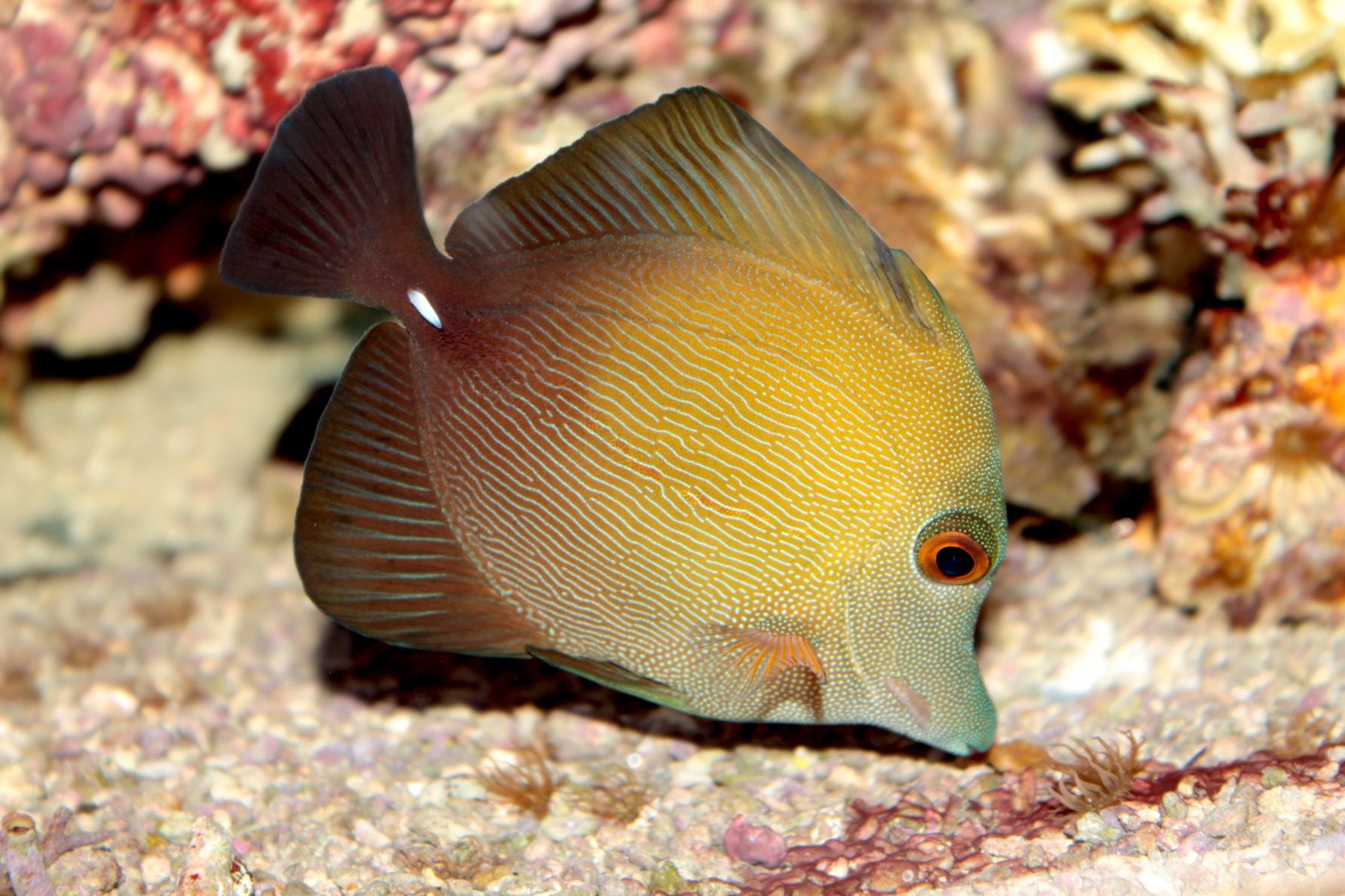 https://www.petlandracine.com/fish/scopas-tang/