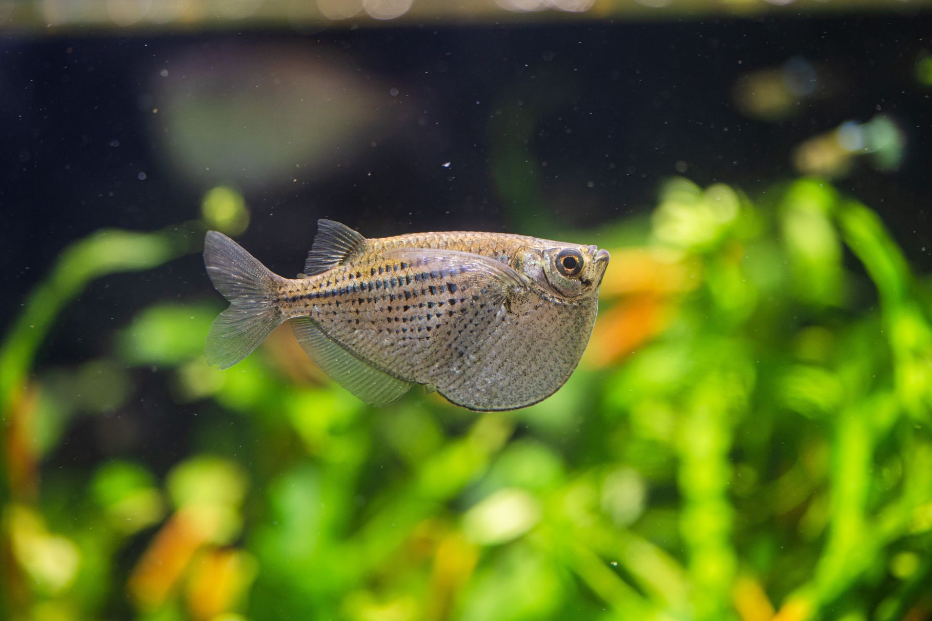 https://www.petlandracine.com/fish/silver-hatchetfish/