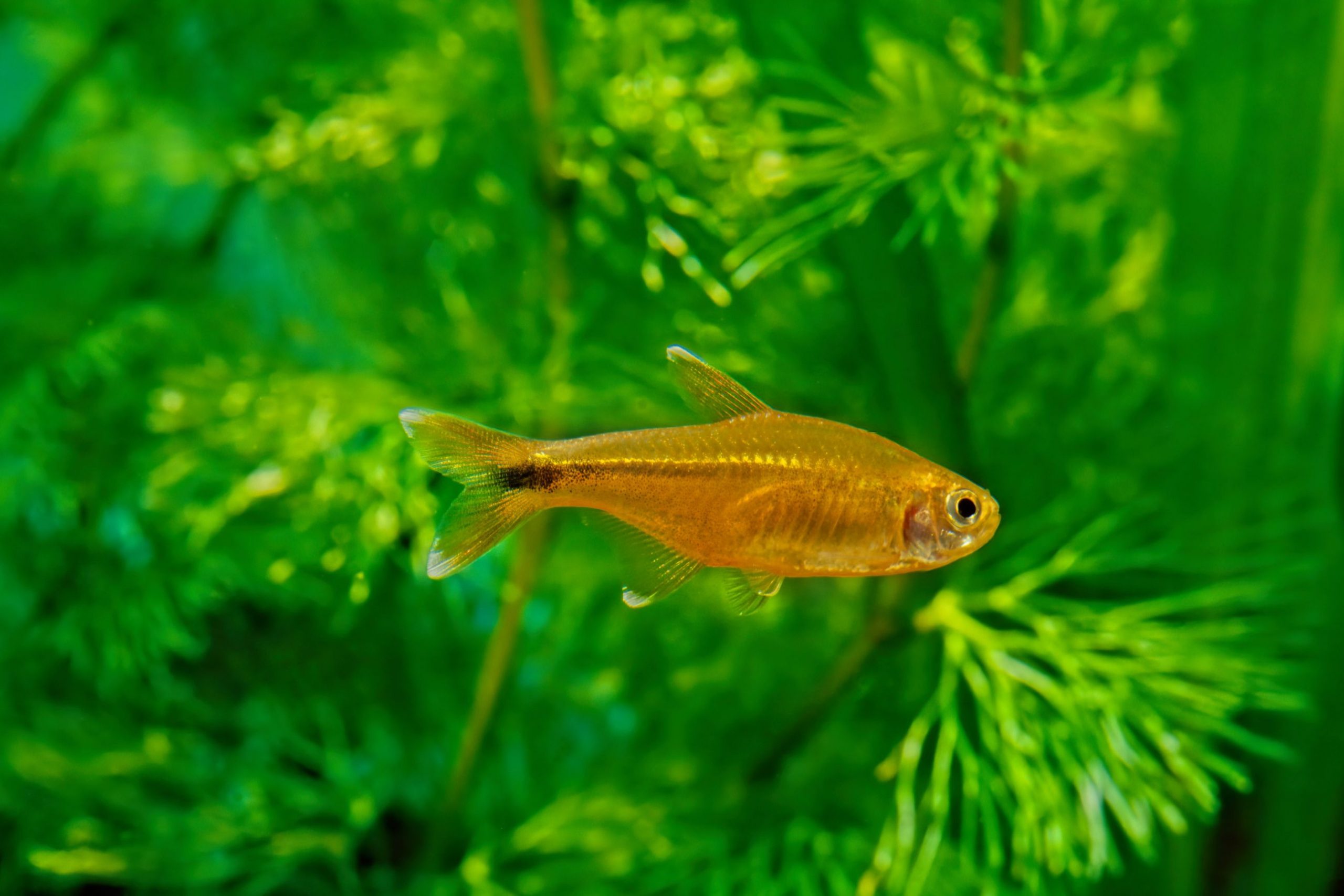 https://www.petlandracine.com/fish/silver-tip-tetra/