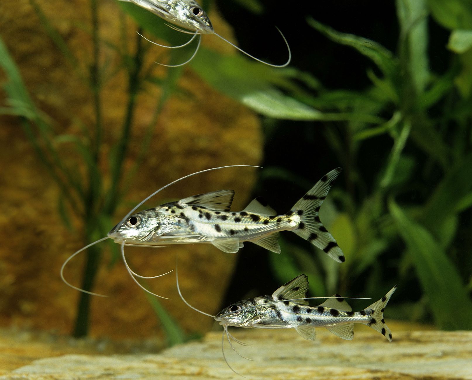 https://www.petlandracine.com/fish/spotted-pictus-catfish/