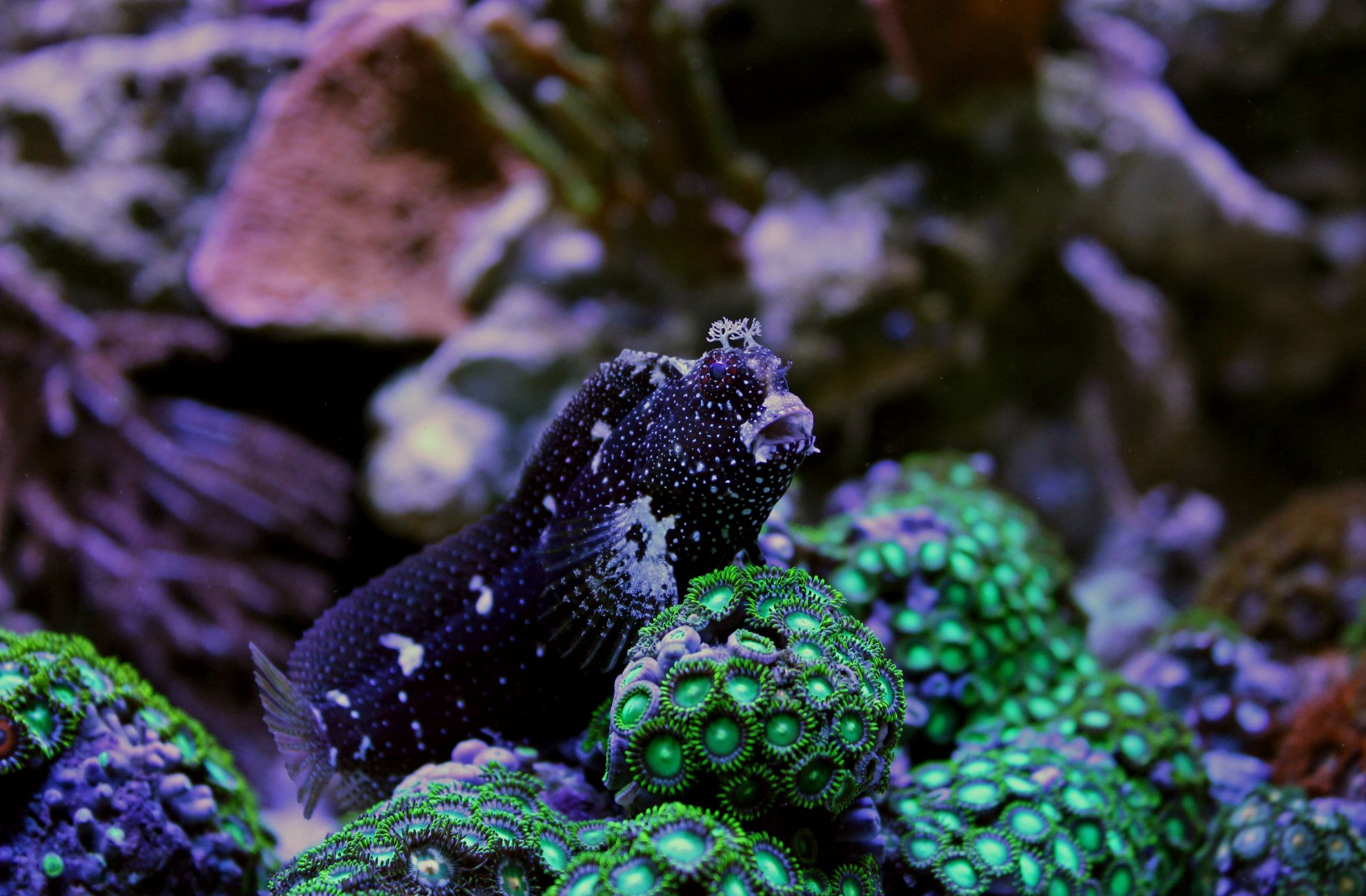 https://www.petlandracine.com/fish/starry-blenny/