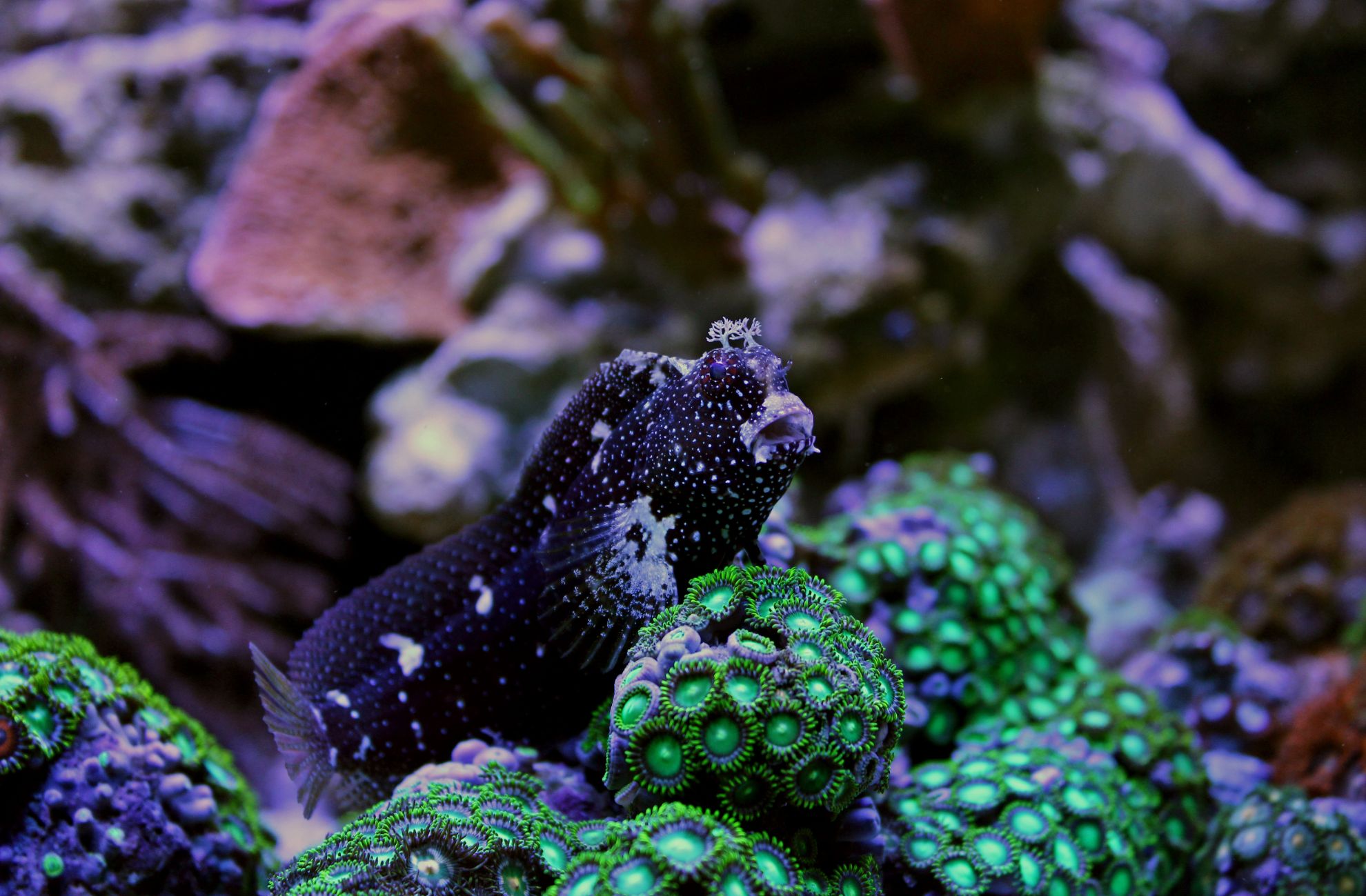 Starry Blenny