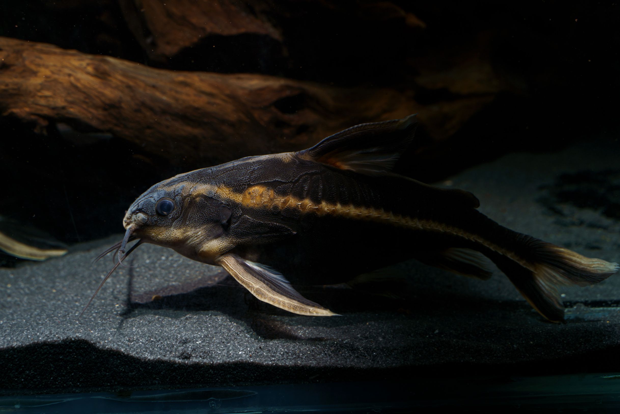 https://www.petlandracine.com/fish/striped-raphael-catfish/