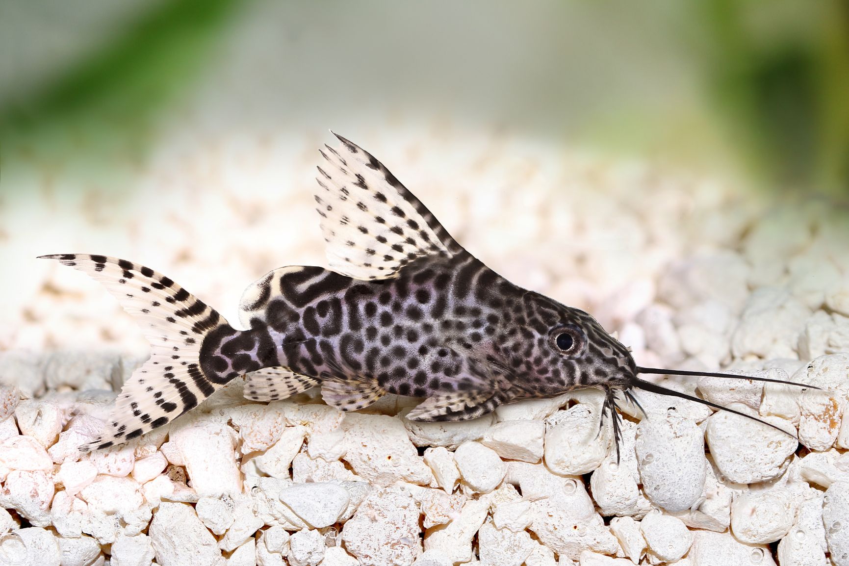 https://www.petlandracine.com/fish/synodontis-epterus/