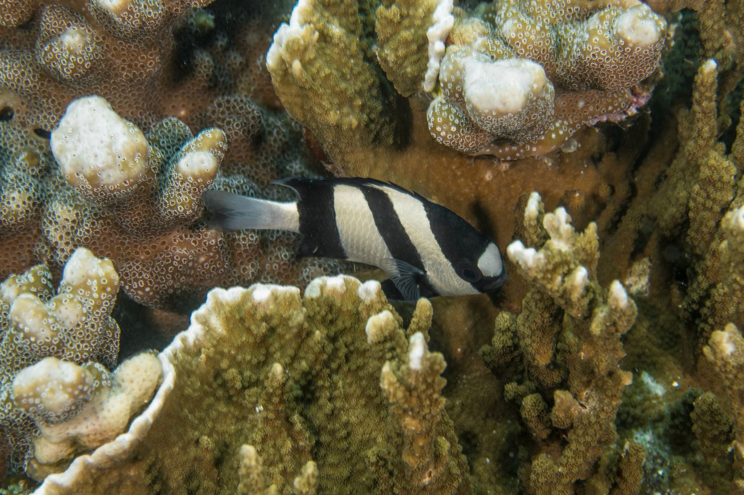 Damselfish