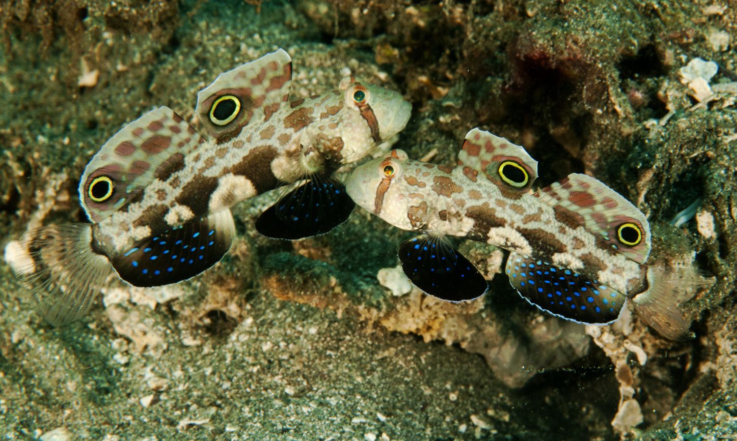 https://www.petlandracine.com/fish/twin-spot-signal-goby/