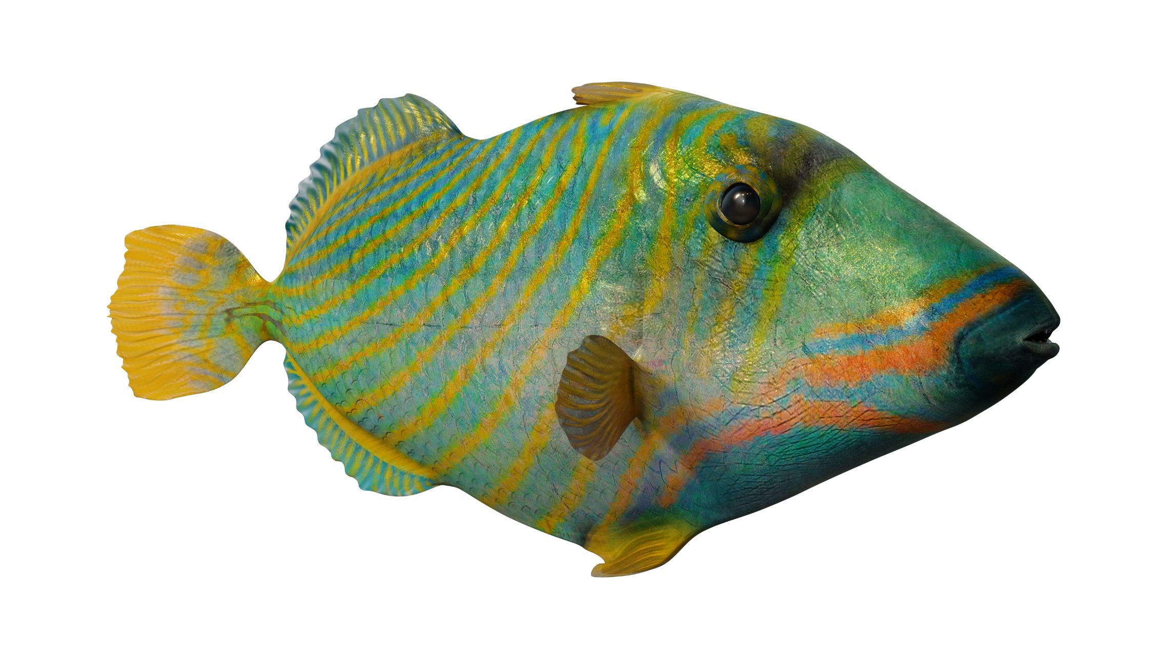 https://www.petlandracine.com/fish/undulated-triggerfish/