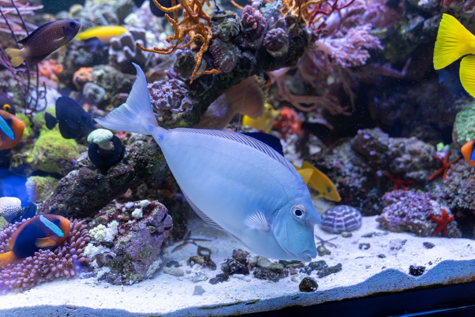 https://www.petlandracine.com/fish/unicorn-tang/