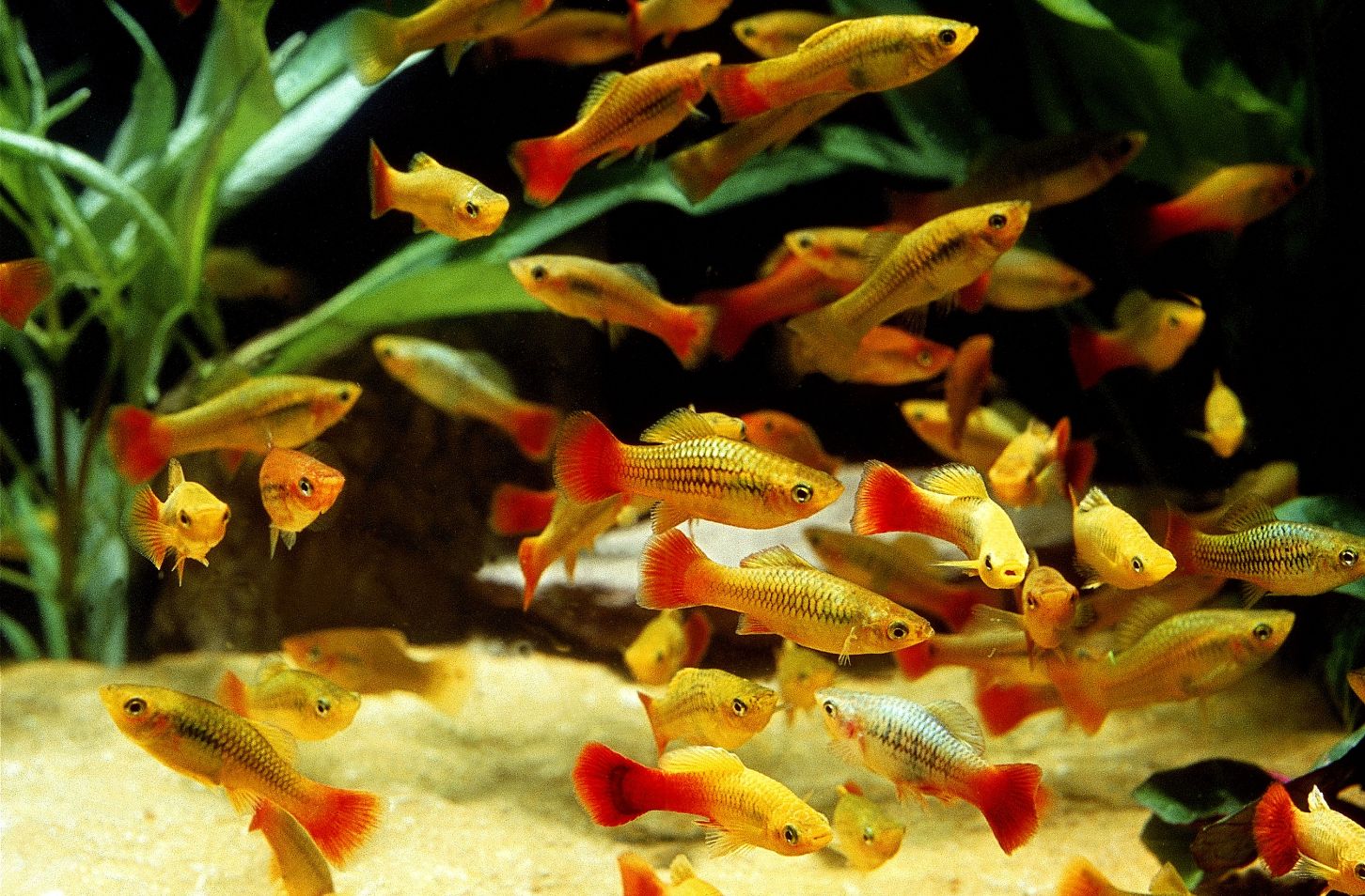 https://www.petlandracine.com/fish/variatus-platy/