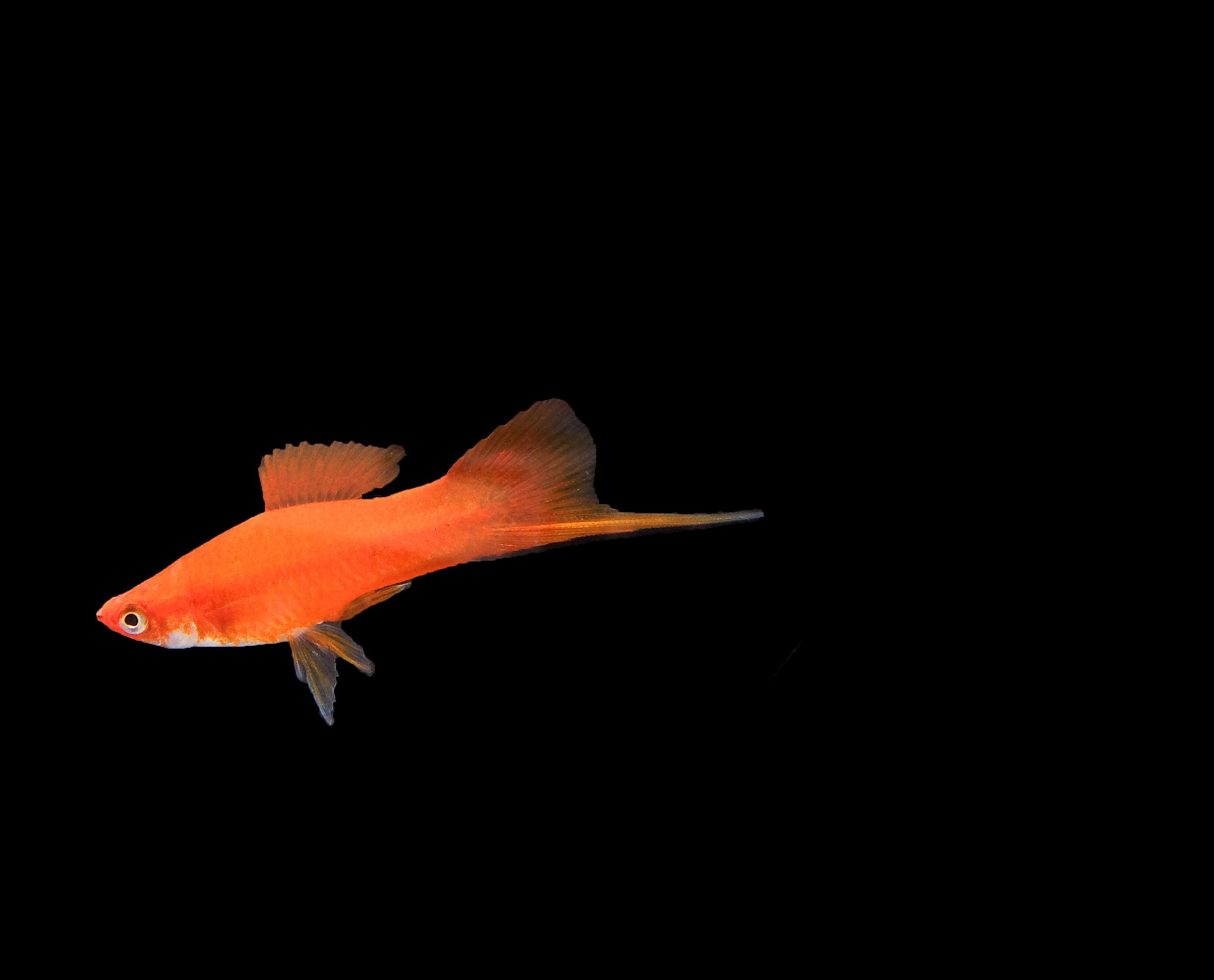 https://www.petlandracine.com/fish/velvet-swordtail/