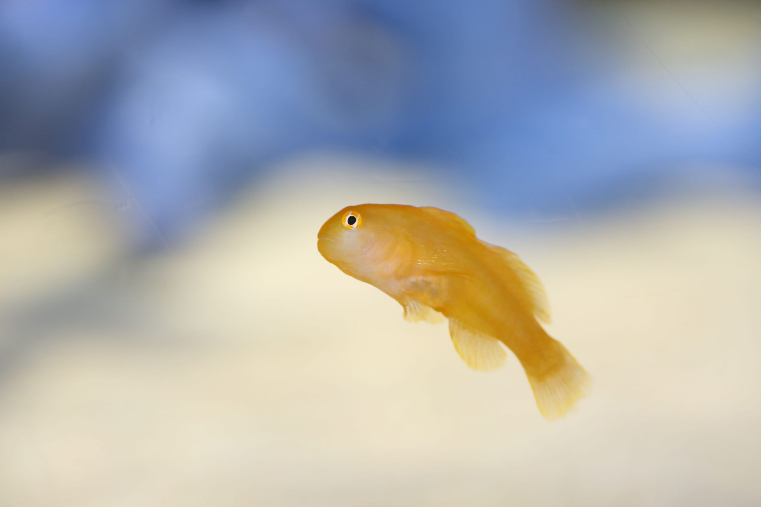 https://www.petlandracine.com/fish/yellow-clown-goby/