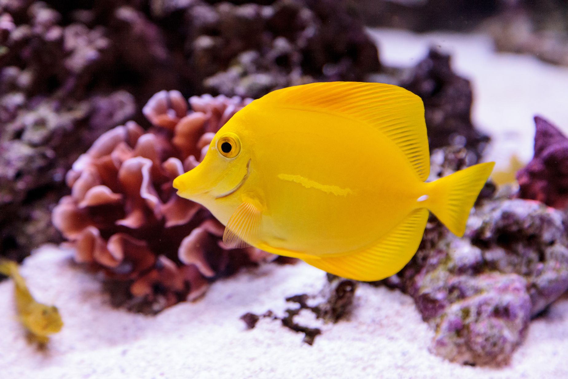 https://www.petlandracine.com/fish/yellow-tang/