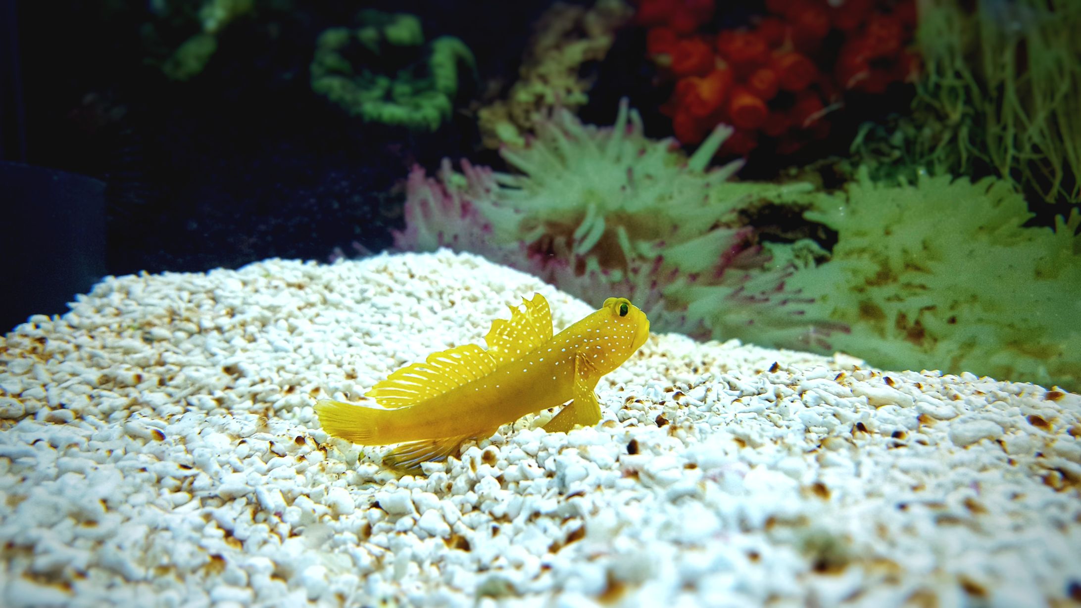 https://www.petlandracine.com/fish/yellow-watchman-goby/