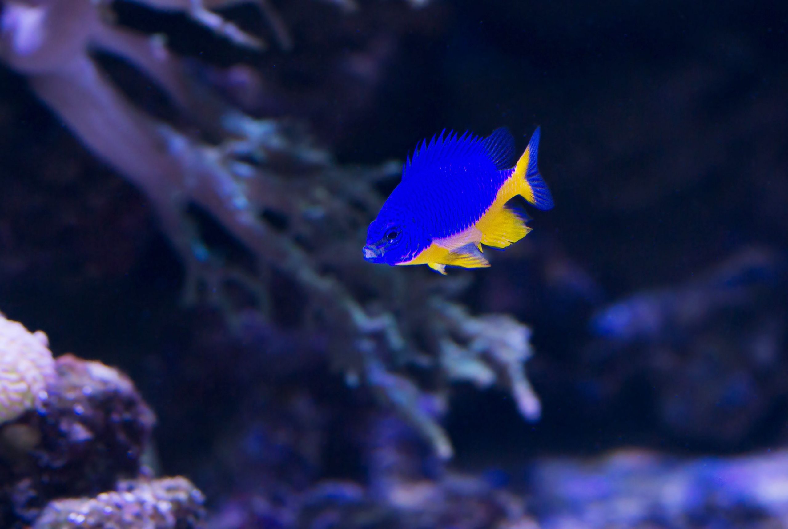 https://www.petlandracine.com/fish/yellowbelly-damsel/