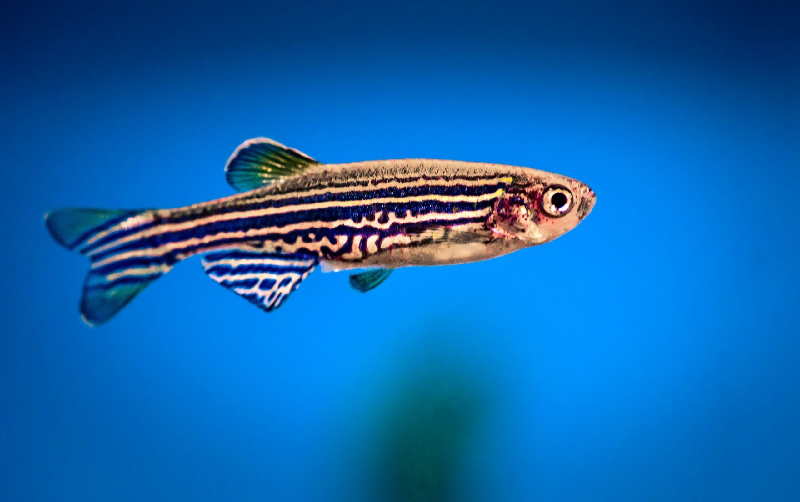 https://www.petlandracine.com/fish/zebra-danio/