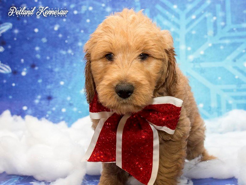 Miniature Goldendoodle Puppies – A Whole Bunch of Cuteness in a Small Package!