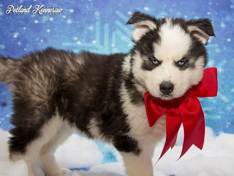 Pet Store Banner