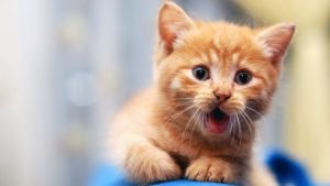 Why Kitties Purr and More Interesting Facts about Cats!