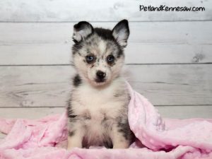 Pet Store Banner