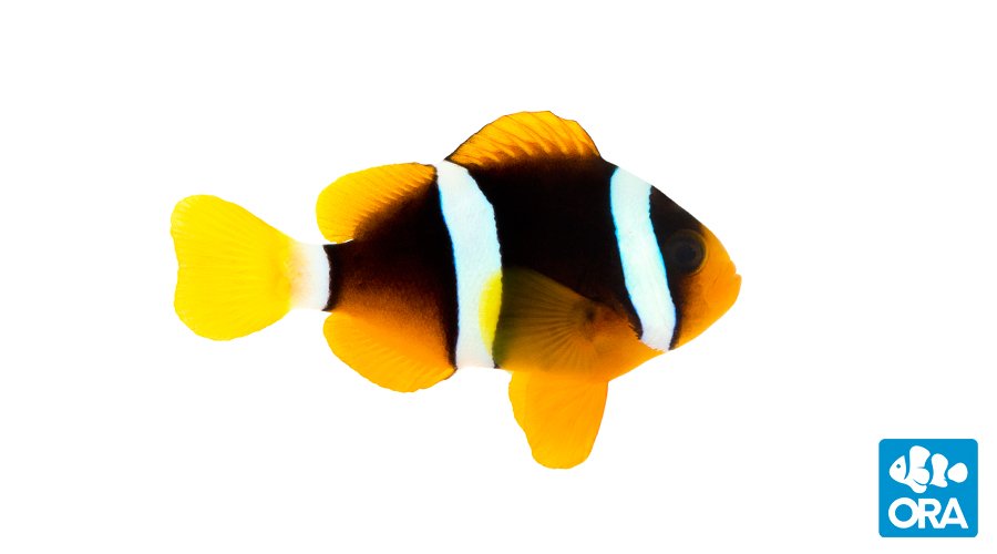 https://www.petlandracine.com/fish/clarkii-clownfish/