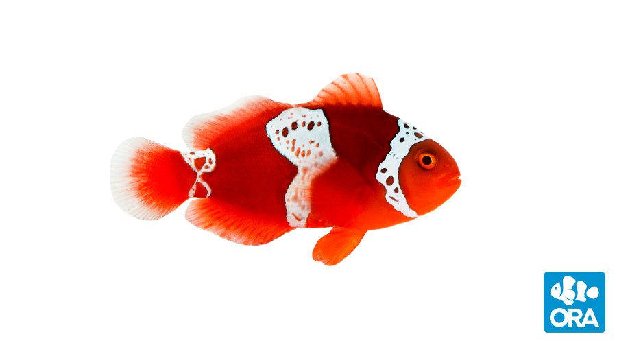 https://www.petlandracine.com/fish/lightning-maroon/