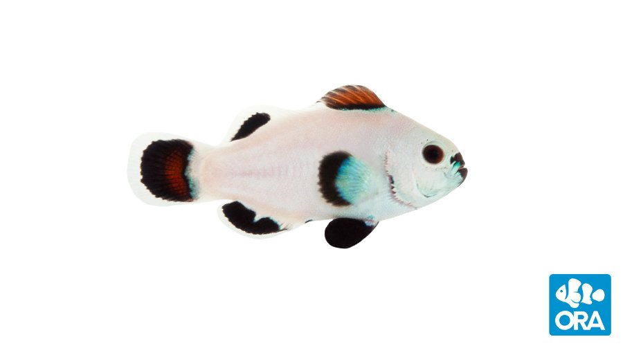 Snow Storm Ocellaris