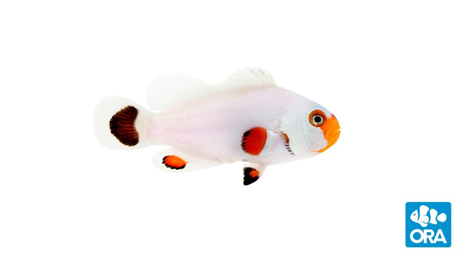 https://www.petlandracine.com/fish/wyoming-white/