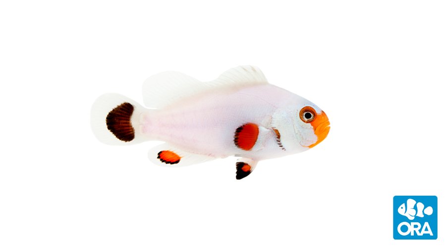 https://www.petlandracine.com/fish/wyoming-white/