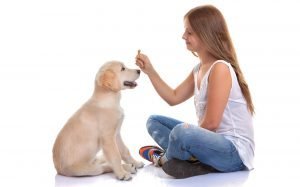 Dog Training – The First Steps for Any New Owner