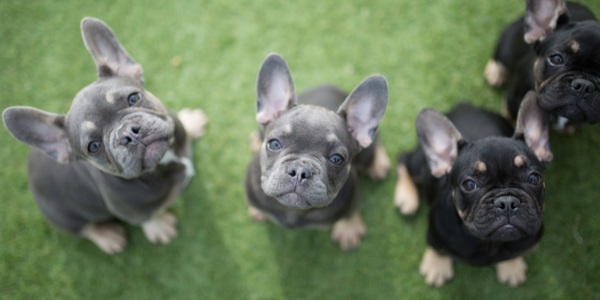 Pet Store Banner