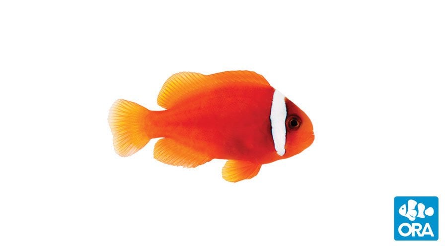 https://www.petlandracine.com/fish/tomato-clownfish/