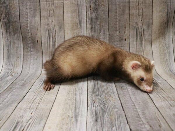 Ferret-FERRET---27290-Petland Racine, Wisconsin