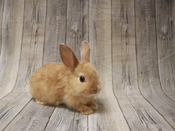 Mini Satin RABBIT 27464 Petland Racine, Wisconsin