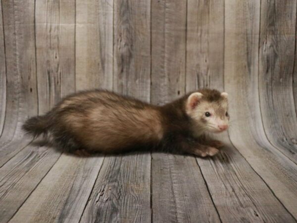 Ferret FERRET 27493 Petland Racine, Wisconsin