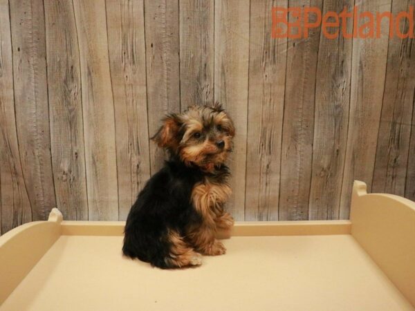 Yorkshire Terrier DOG Female Black / Tan 27539 Petland Racine, Wisconsin