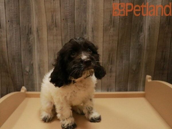 Cock A Poo DOG Female Chocolate / White 27531 Petland Racine, Wisconsin