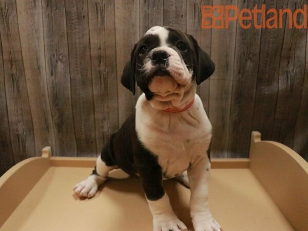 Olde English Bulldog-DOG-Female-Black / White-27566-Petland Racine, Wisconsin