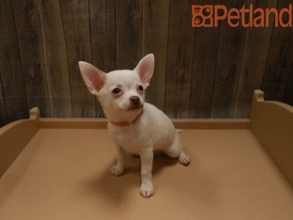 Chihuahua-DOG-Male-White-27591-Petland Racine, Wisconsin
