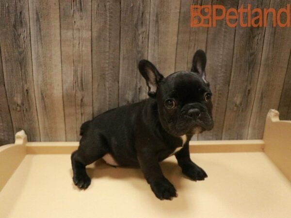 French Bulldog DOG Male Black 27669 Petland Racine, Wisconsin