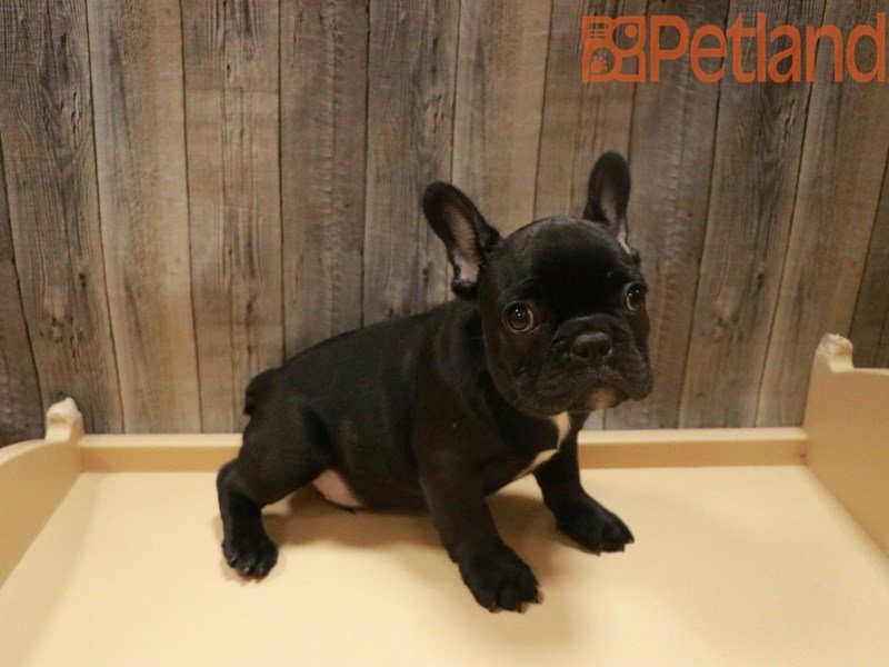 French Bulldog Puppy Black ID:27669 Located at Petland Racine