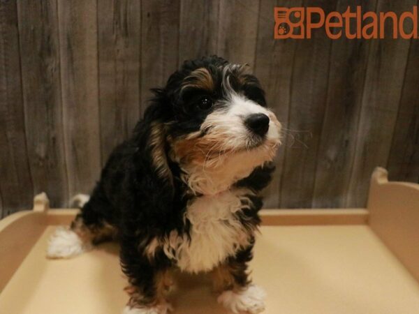 Mini Bernadoodle DOG Female Tri-Colored 27667 Petland Racine, Wisconsin