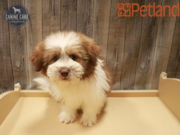 Shihpom DOG Male Red Sable 27663 Petland Racine, Wisconsin