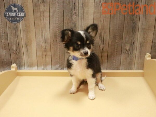 Chihuahua DOG Male Black / White 27662 Petland Racine, Wisconsin