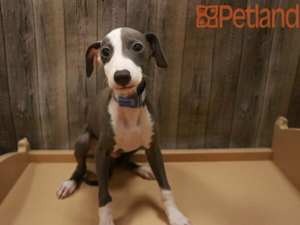 Italian Greyhound DOG Male Blue 27657 Petland Racine, Wisconsin